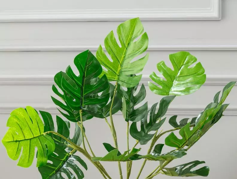 Bouleau Potted Plant