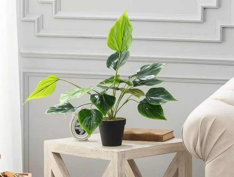 Verdure Potted Plant