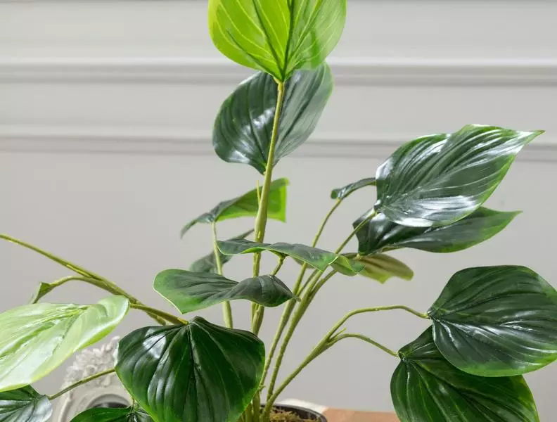 Verdure Potted Plant